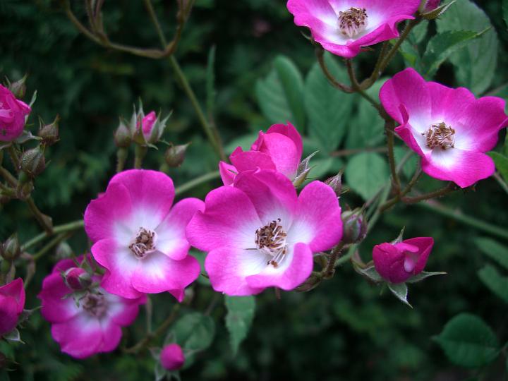 Mozart.jpg - MOZART Rosa Moschata, buskros (Lambert 1937). 
Precis som namnet antyder, en oerhört rikligt producerande och virtuos ros. En enda buske kan producera fler än 12 000 blommor per säsong. Små, enkla och skålformade blommor i mörkt rosa till karminröd färg med exponerade, guldgula ståndare.Otroligt riklig blomning. Svag till medelstark doft. Kan få lätta svampangrepp. Blommar från slutet av juni till senhösten.  Angenäm doft av mysk. Storlek: 1.5x1.2m. Zon IV. 

